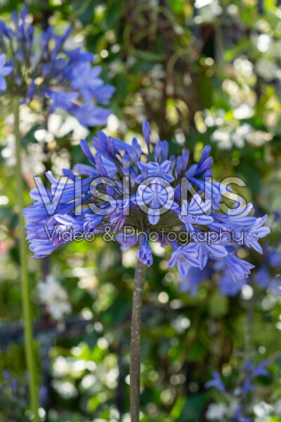 Agapanthus Dr Brouwer