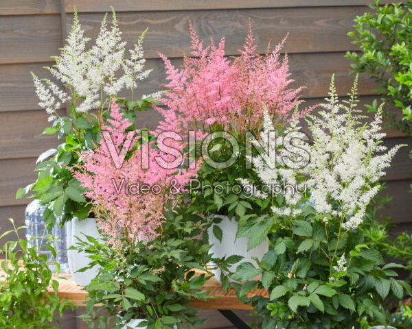 Astilbe Just Watch, Just Magic