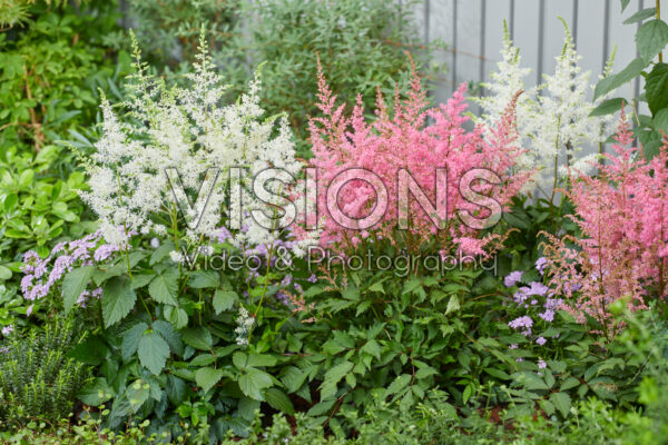 Astilbe Just Watch, Just Magic