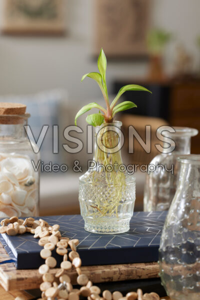 Hydroponic Hosta Hydroponic Hosta