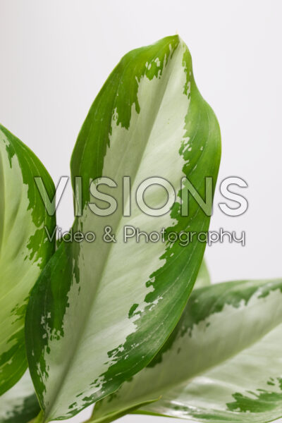 Aglaonema Diamond Bay Aglaonema Diamond Bay