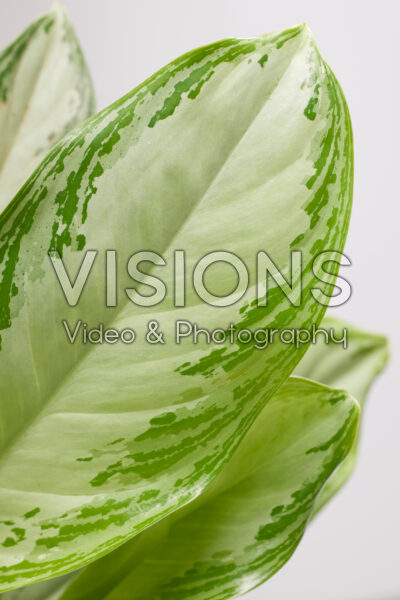 Aglaonema Silver Bay Aglaonema Silver Bay