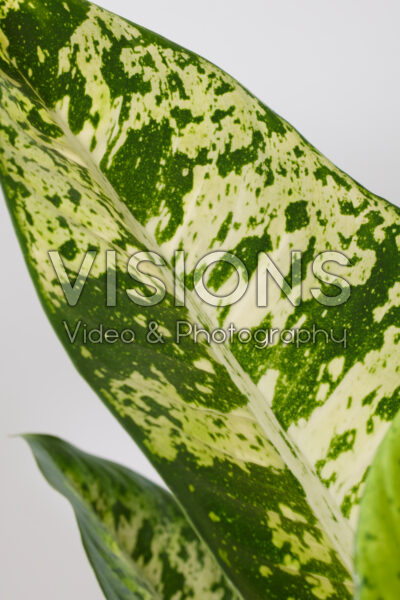 Dieffenbachia Banana Dieffenbachia Banana