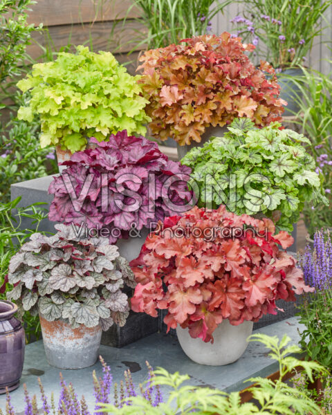 Heuchera collectie