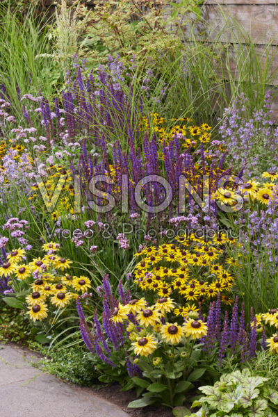 Perennial purple and yellow bee border