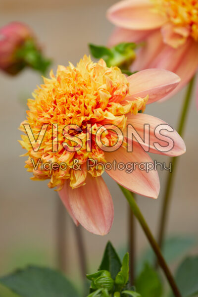 Dahlia Sword Dance Dahlia Sword Dance