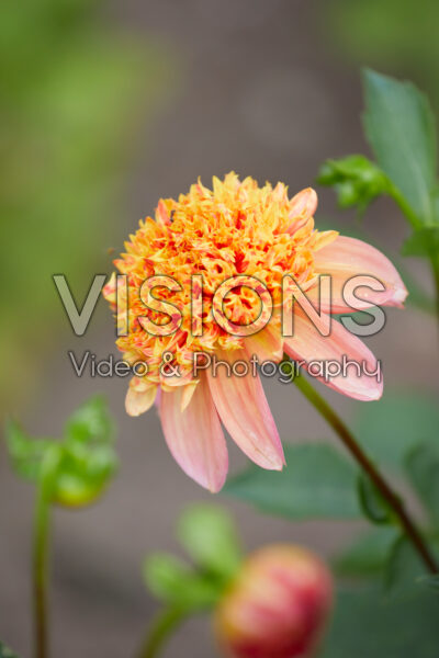 Dahlia Sword Dance Dahlia Sword Dance