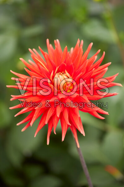 Dahlia Vulcan Dahlia Vulcan