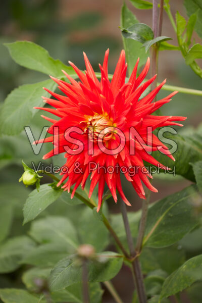 Dahlia Vulcan Dahlia Vulcan