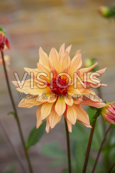 Dahlia French Cancan Dahlia French Cancan