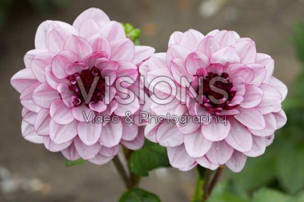 Dahlia Creme de Cassis Dahlia Creme de Cassis