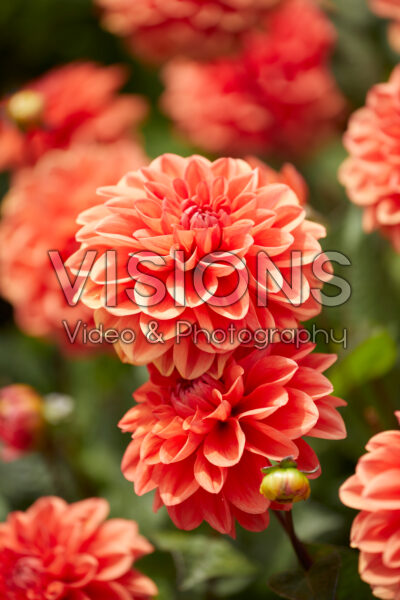 Dahlia Orange Nugget Dahlia Orange Nugget