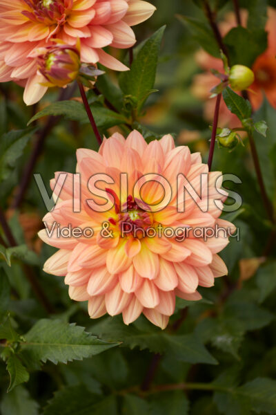 Dahlia Dr. P.H. Riedl Dahlia Dr. P.H. Riedl