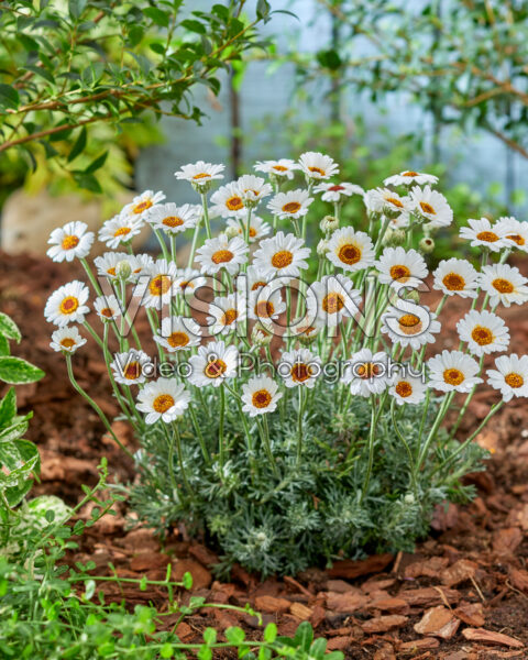 Rhodanthemum Casablanca Rhodanthemum Casablanca