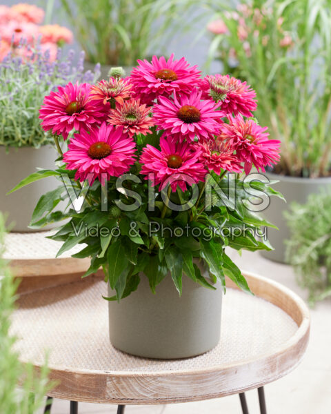 Echinacea Sunseekers Sweet Fuchsia Echinacea Sunseekers Sweet Fuchsia