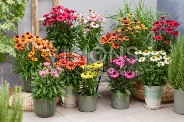 Echinacea SunSeekers collection