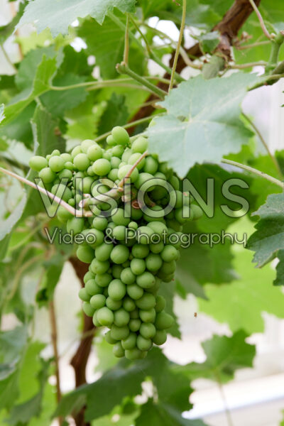 Vitis vinifera Lady Downe's Seedling