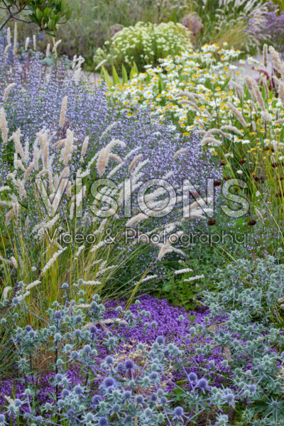 Purple flowering perennial garden