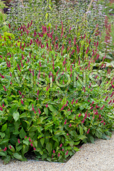 Persicaria Persicaria