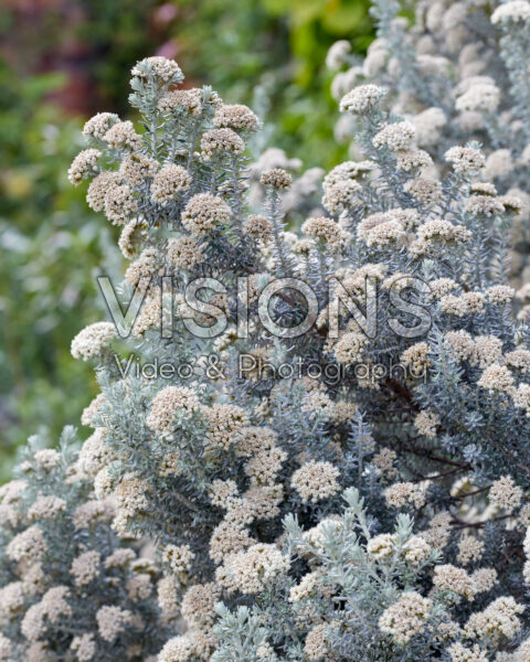 Ozothamnus rosmarinifolius Silver Jubilee