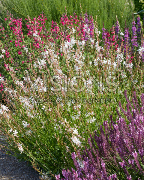 Gaura lindheimeri Whirling Butterflies Gaura lindheimeri Whirling Butterflies