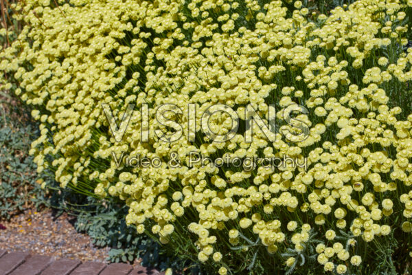 Santolina pinnata Edward Bowles Santolina pinnata Edward Bowles