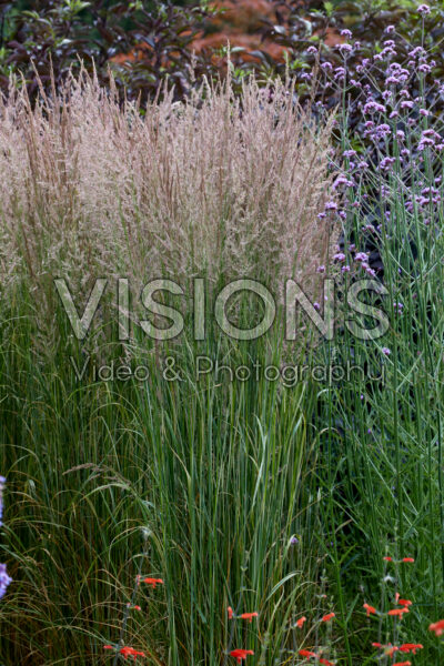 Calamagrostis acutiflora Calamagrostis acutiflora