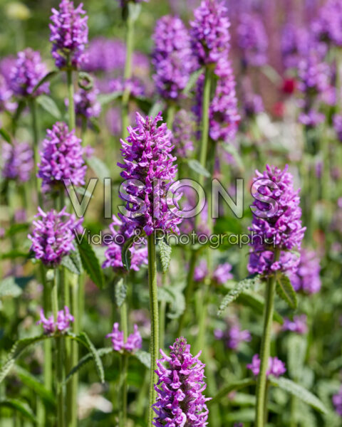 Betonica hirsuta Betonica hirsuta