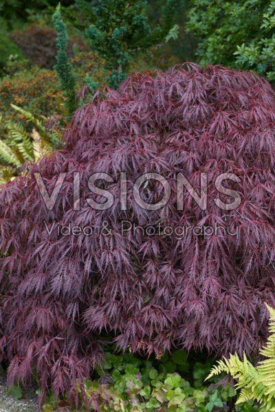 Acer palmatum Tamukeyama Acer palmatum Tamukeyama