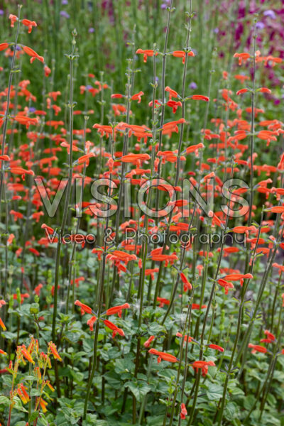 Salvia stolonifera Salvia stolonifera