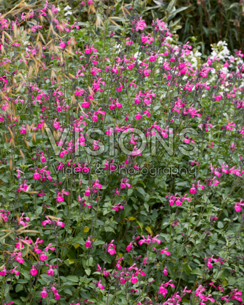Salvia microphylla Wild Watermelon Salvia microphylla Wild Watermelon
