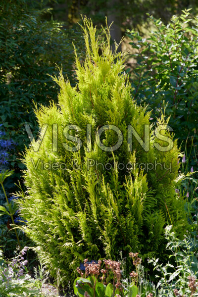 Thuja plicata Goldy