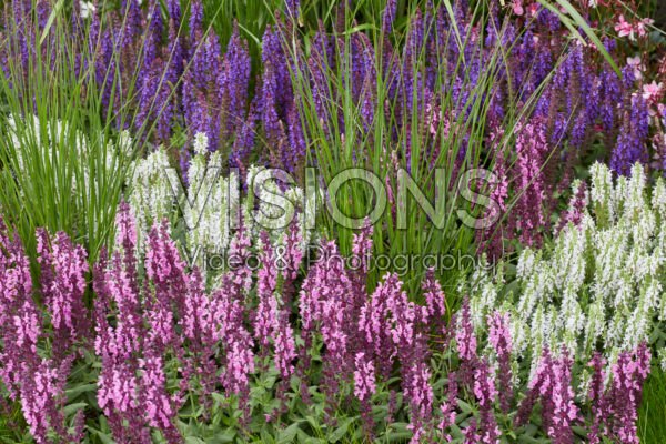 Salvia combination Blue, Pink and White
