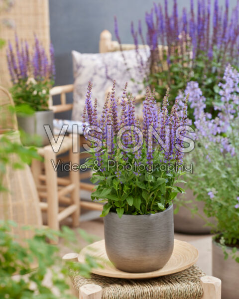 Salvia Salvia