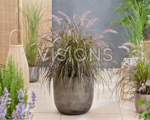 Pennisetum advena Rubrum Pennisetum advena Rubrum