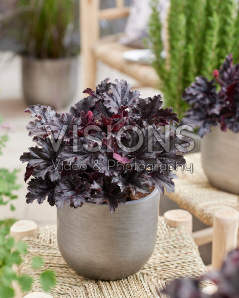 Heuchera Timeless Night Heuchera Timeless Night