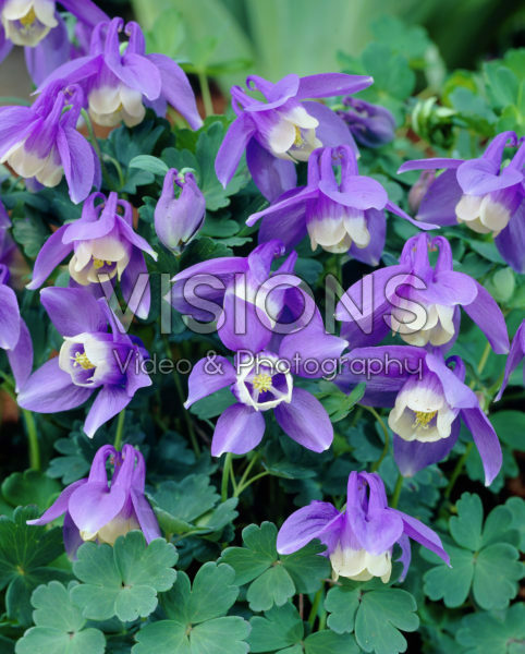 Aquilegia flabellata Ministar Aquilegia flabellata Ministar