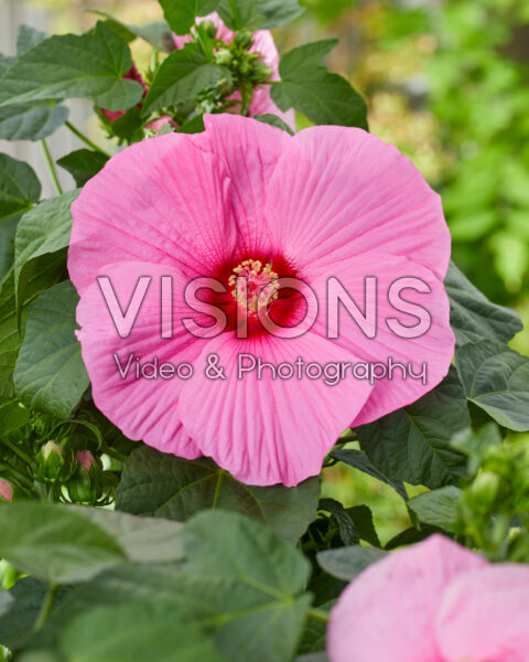 Hibiscus XXL roze