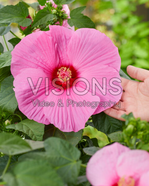 Hibiscus XXL roze