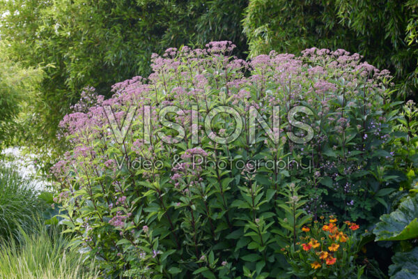 Eupatorium cannabinum Plenum