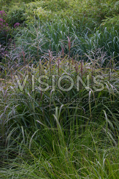 Miscanthus sinensis Samurai Miscanthus sinensis Samurai