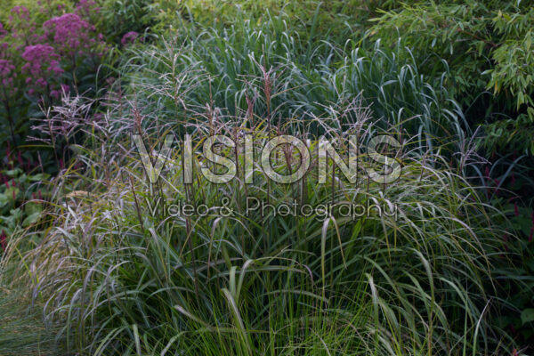 Miscanthus sinensis Samurai Miscanthus sinensis Samurai