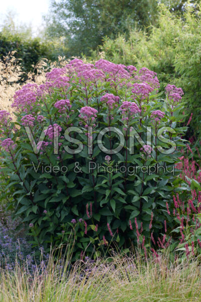 Eupatorium Eupatorium