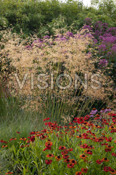 Stipa gigantea Stipa gigantea