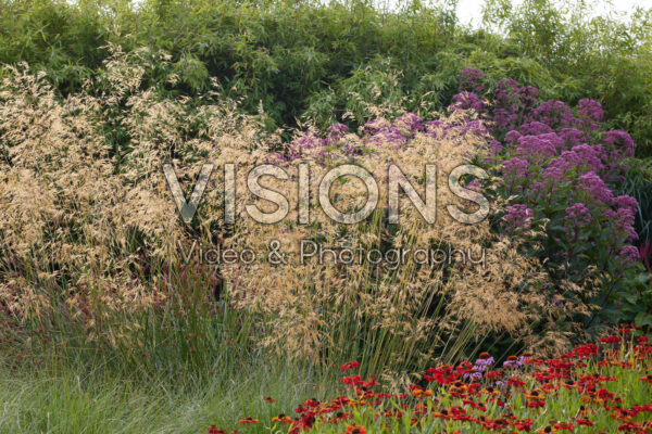 Stipa gigantea Stipa gigantea