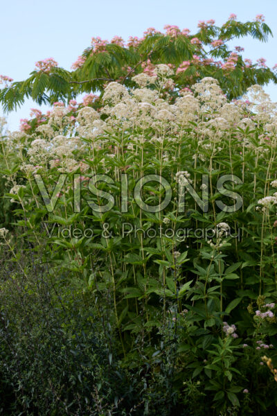 Eupatorium fistulosum Bartered Bride Eupatorium fistulosum Bartered Bride