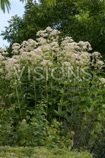 Eupatorium fistulosum Bartered Bride Eupatorium fistulosum Bartered Bride