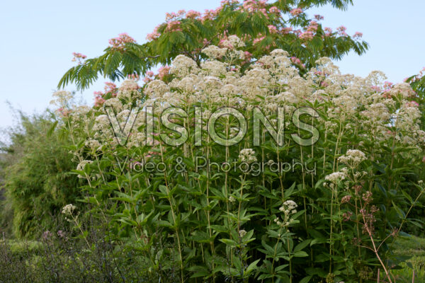 Eupatorium fistulosum Bartered Bride Eupatorium fistulosum Bartered Bride