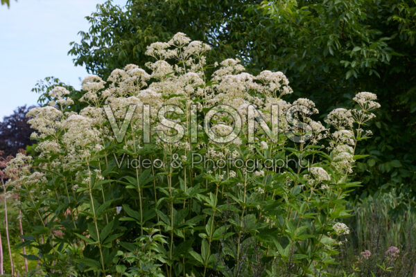 Eupatorium fistulosum Bartered Bride Eupatorium fistulosum Bartered Bride