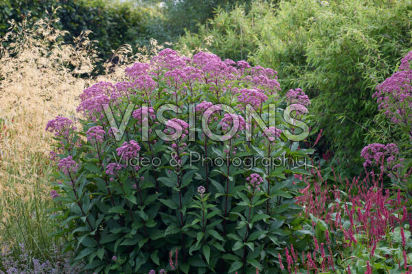 Eupatorium Eupatorium